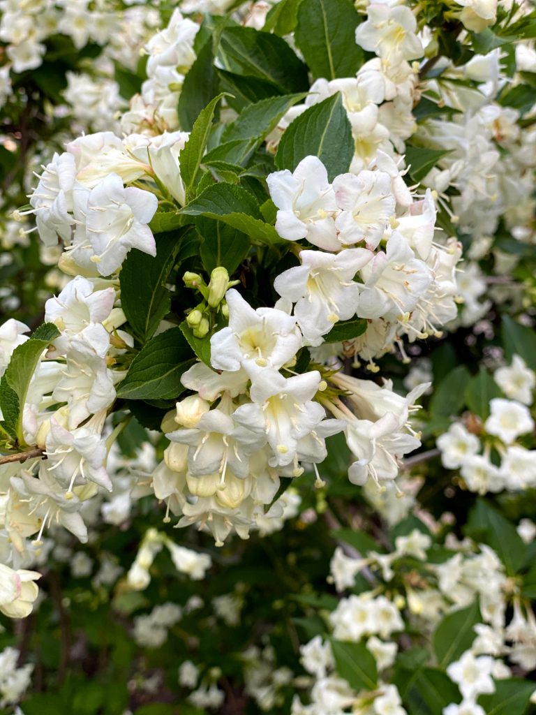 Weigelia-Arten: die Candida