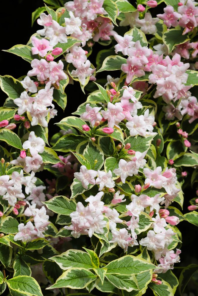 Weigelia-Arten: Nana Variegata
