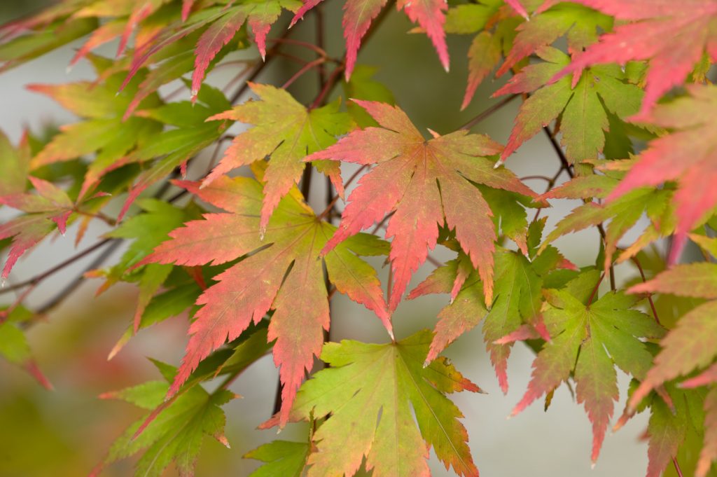 acer palmatum