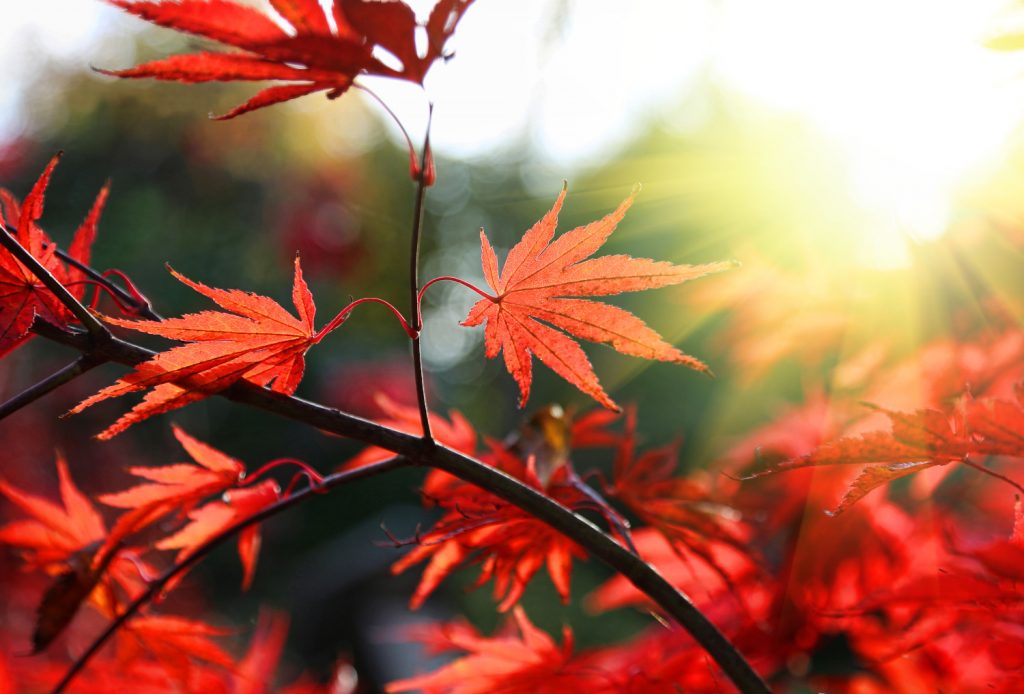 acer palmatum verplaatsen