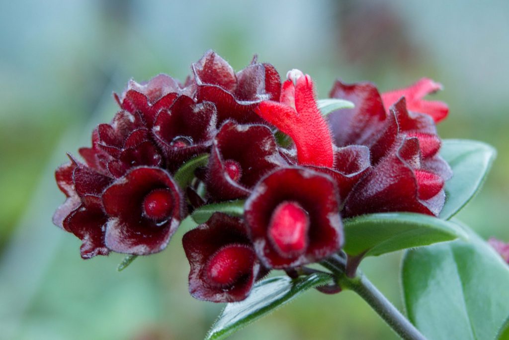 aeschynanthus