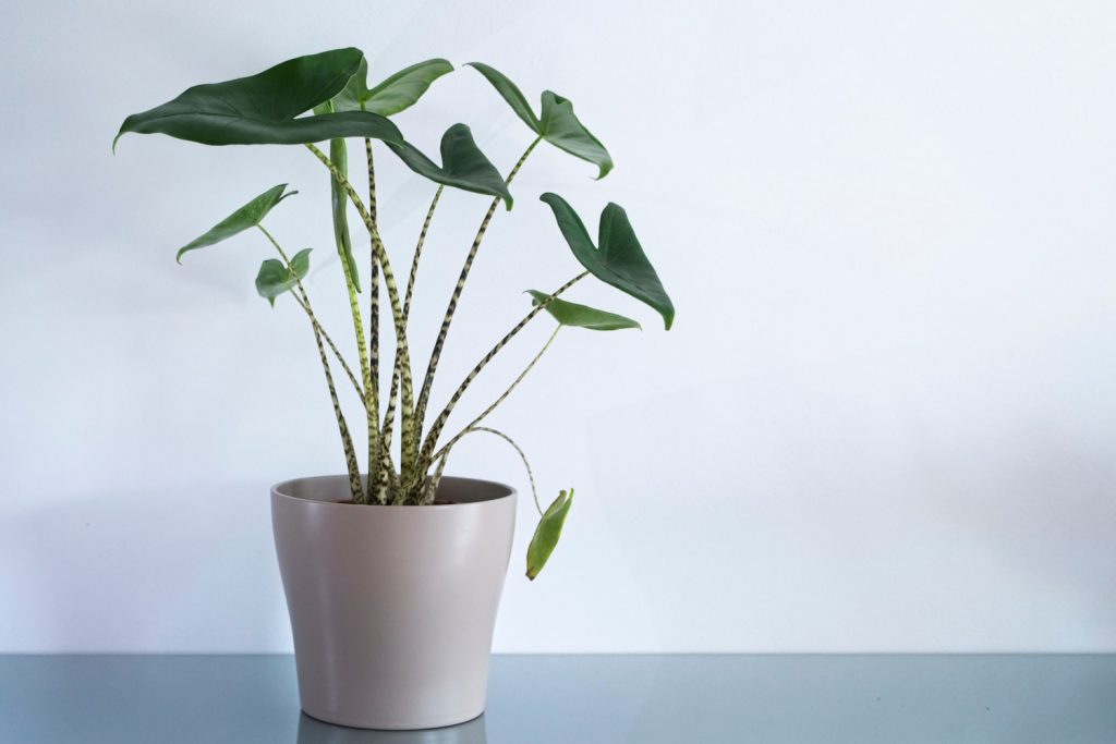 alocasia zebrina