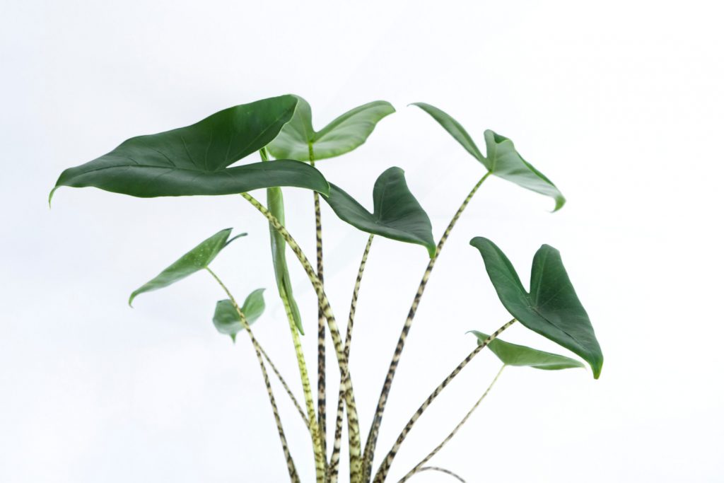 alocasia zebrina met de stengels