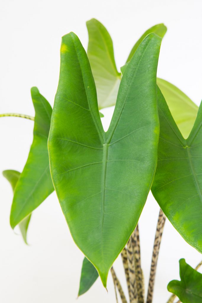 alocasia zebrina blad