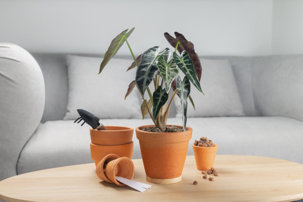 Stecklinge von Alocasia zebrina Schritt 4