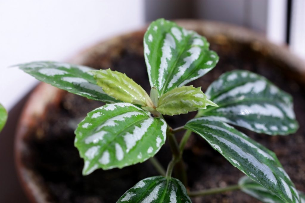 Pilea Cadierei oder die Aluminiumpflanze