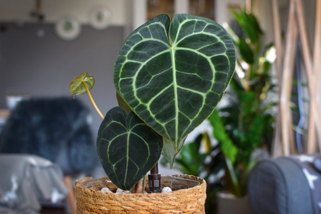 Anthurium clarinervium
