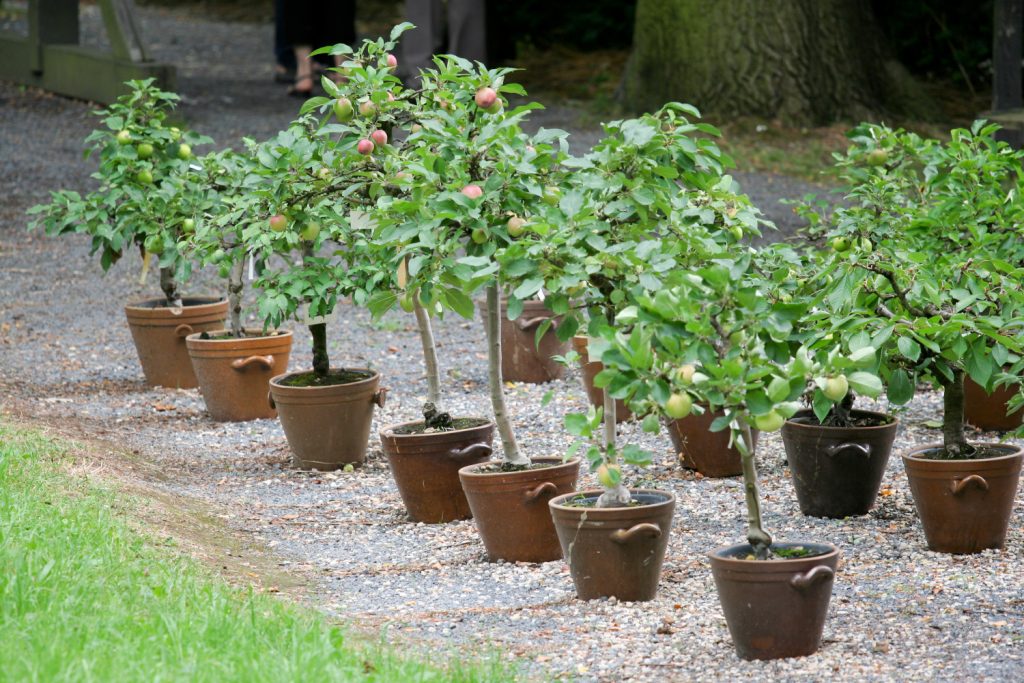 Apfelbaum im Topf