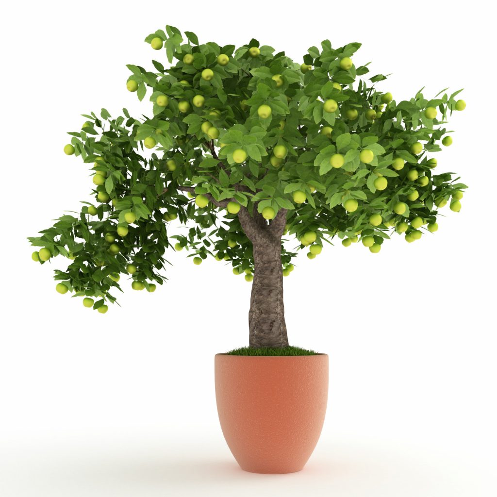 kleiner Apfelbaum im Topf