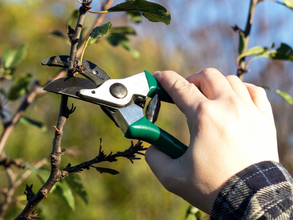 appelboom snoeien