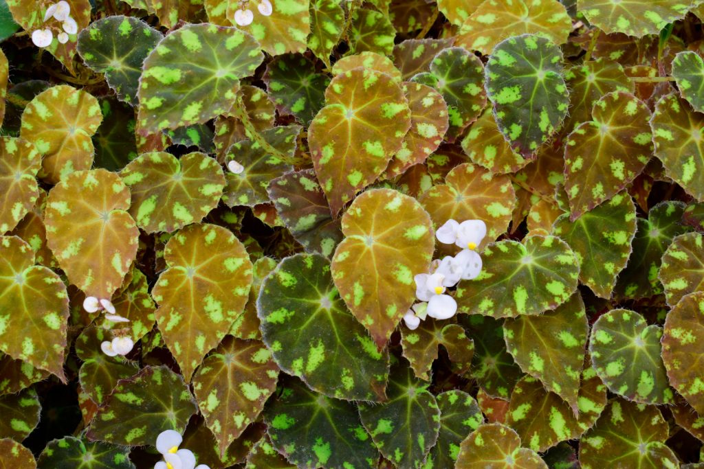 Blumen Begonia bowerae Tiger