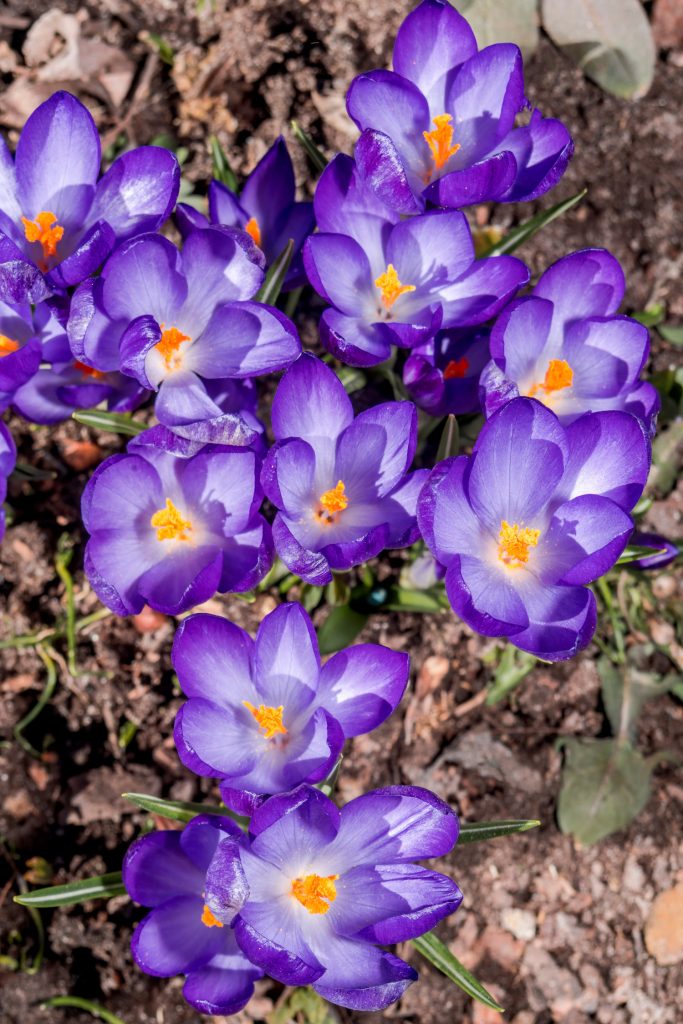 Bauernkrokus oder Waldkrokus