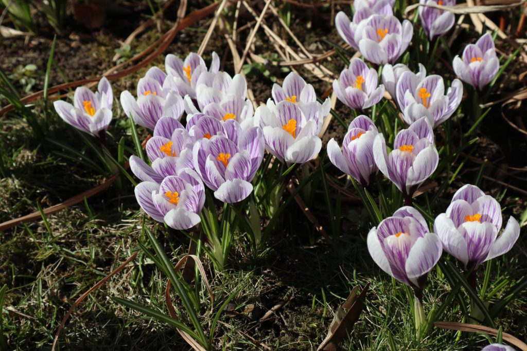 Vielfarbiger Krokus