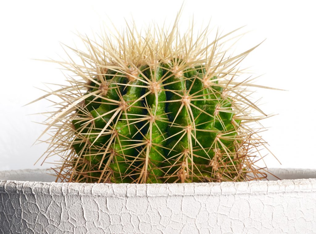 cactussen zijn giftig