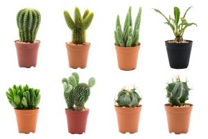 cactus stekken