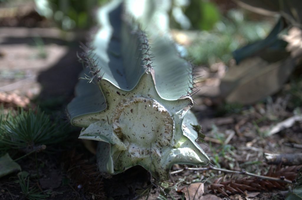 gedroogde cactus stek