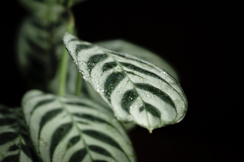 Calathea-Arten: die Ctenanthe