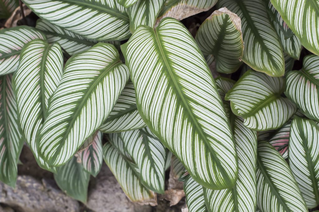 Calathea-Arten: die Majestica