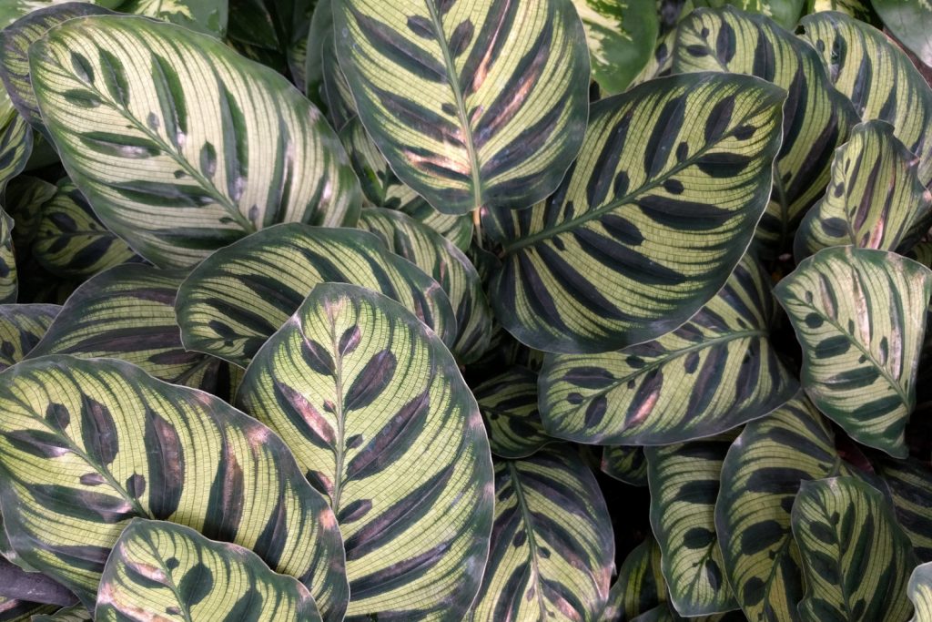 Calathea-Arten: die Makoyana