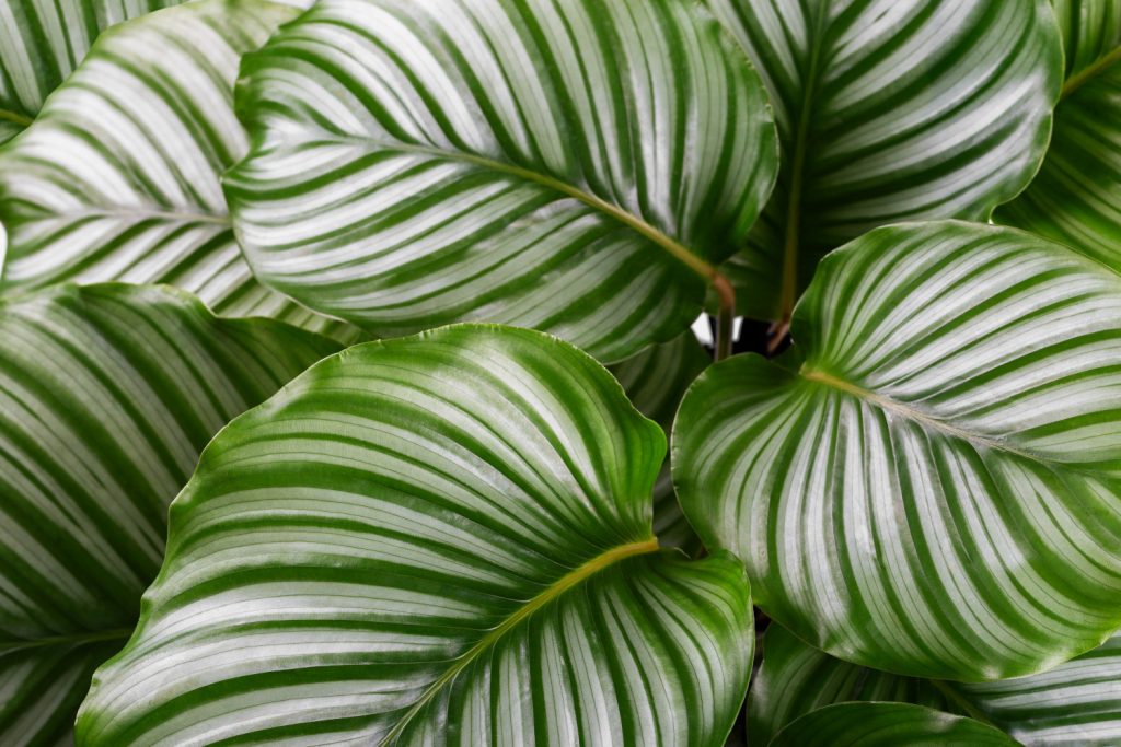 Calathea-Arten: die Orbifolia