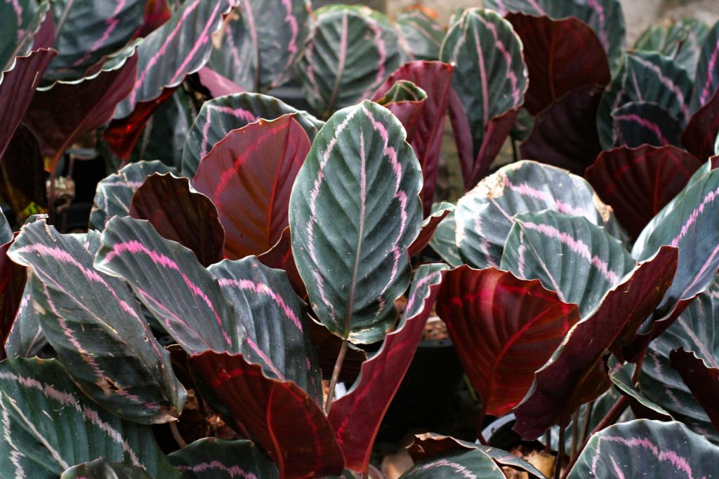 Calathea-Arten: die Roseopicta
