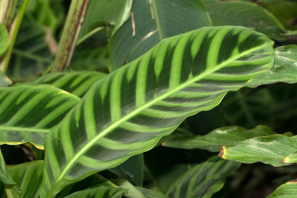 Calathea-Arten: die Zebrina