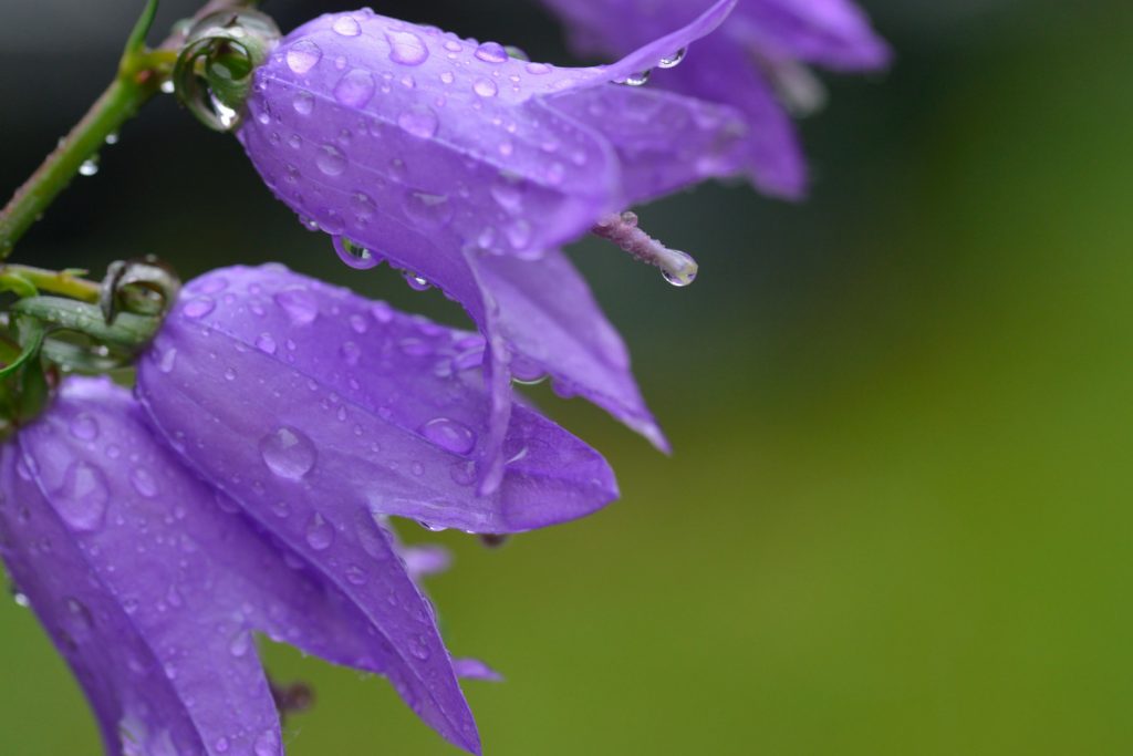 Glockenblume