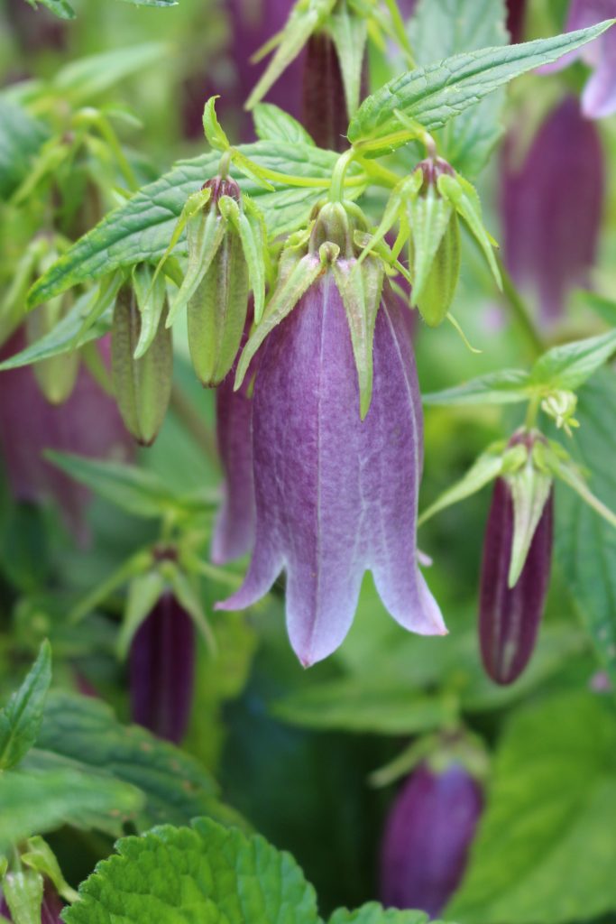 einzelne Blüte der Glockenblume