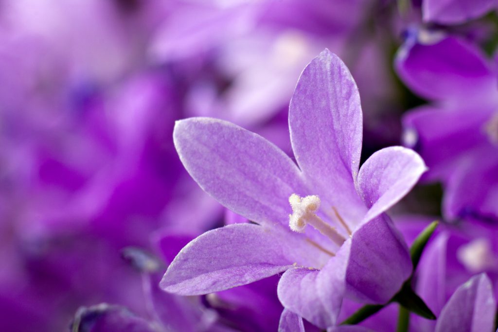 Campanula vermehren