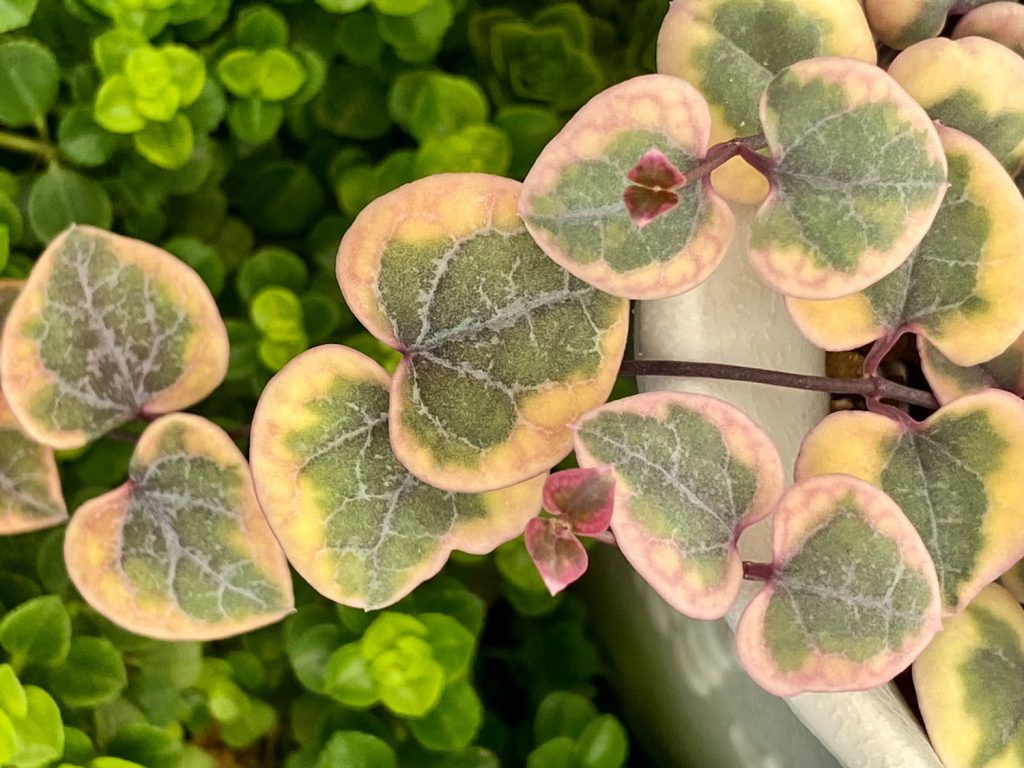 Ceropegia woodii variegata