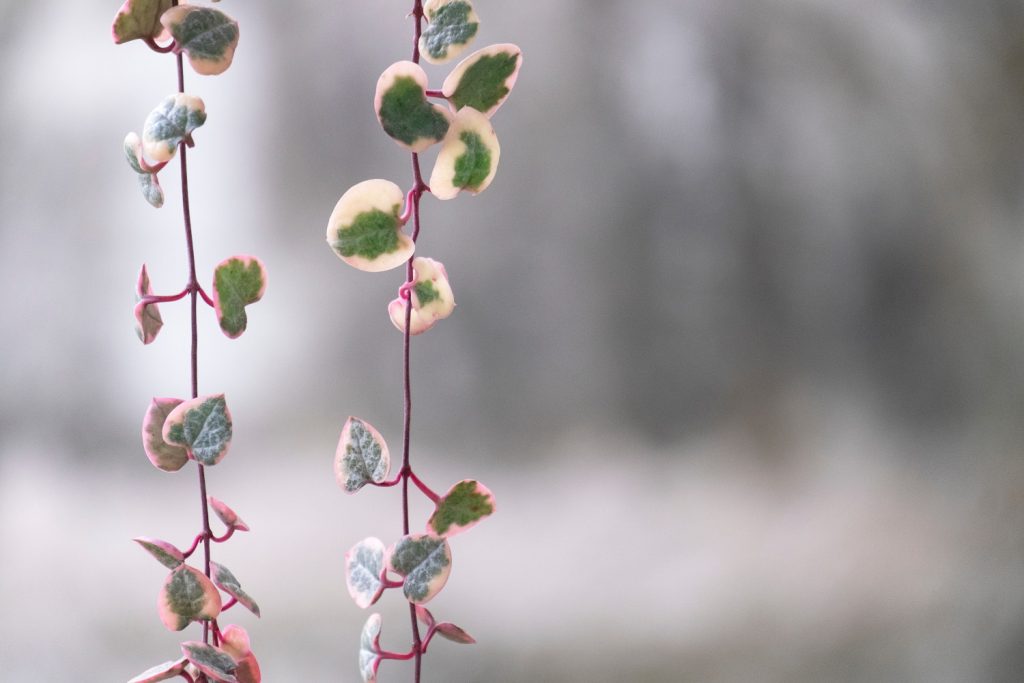 ceropegia woodii variegata marlies