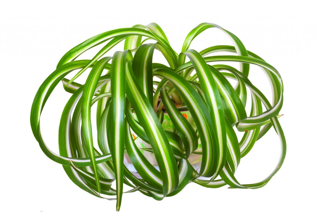 Chlorophytum bonnie