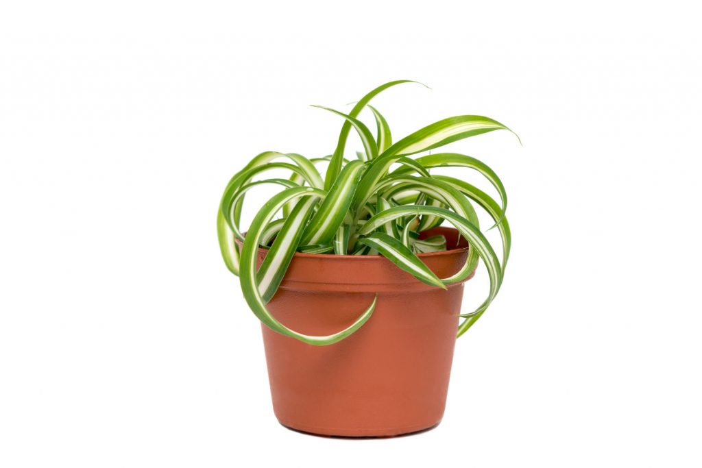 Chlorophytum comosum bonnie