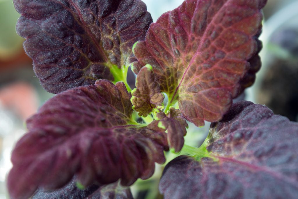 coleus black dragon