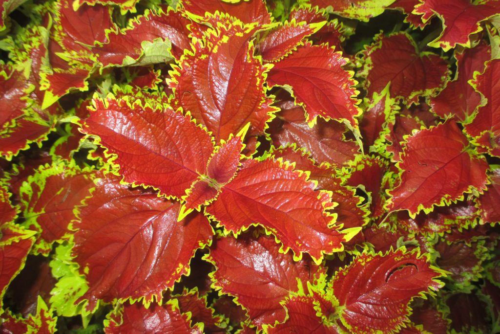 coleus chocolate mint