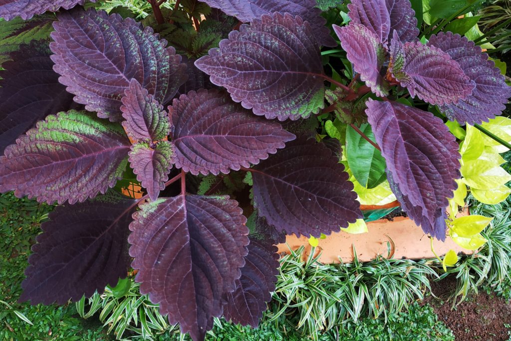 coleus palisandra