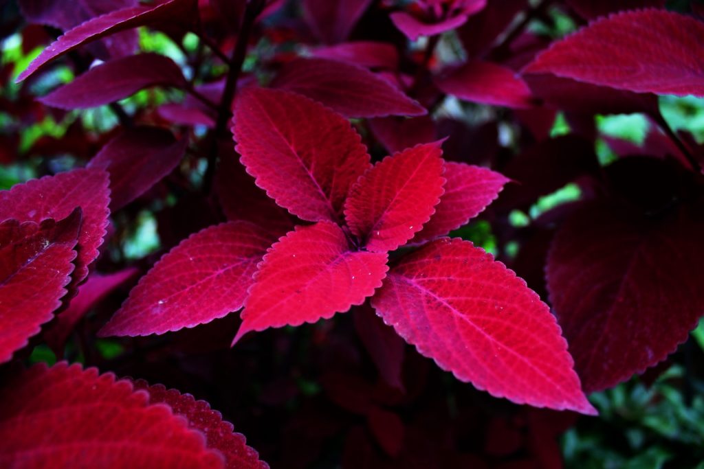 coleus redhead