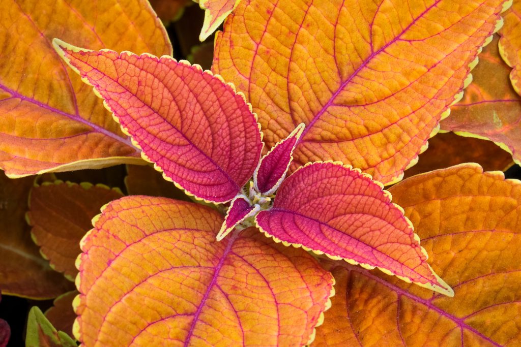 coleus rustic orange