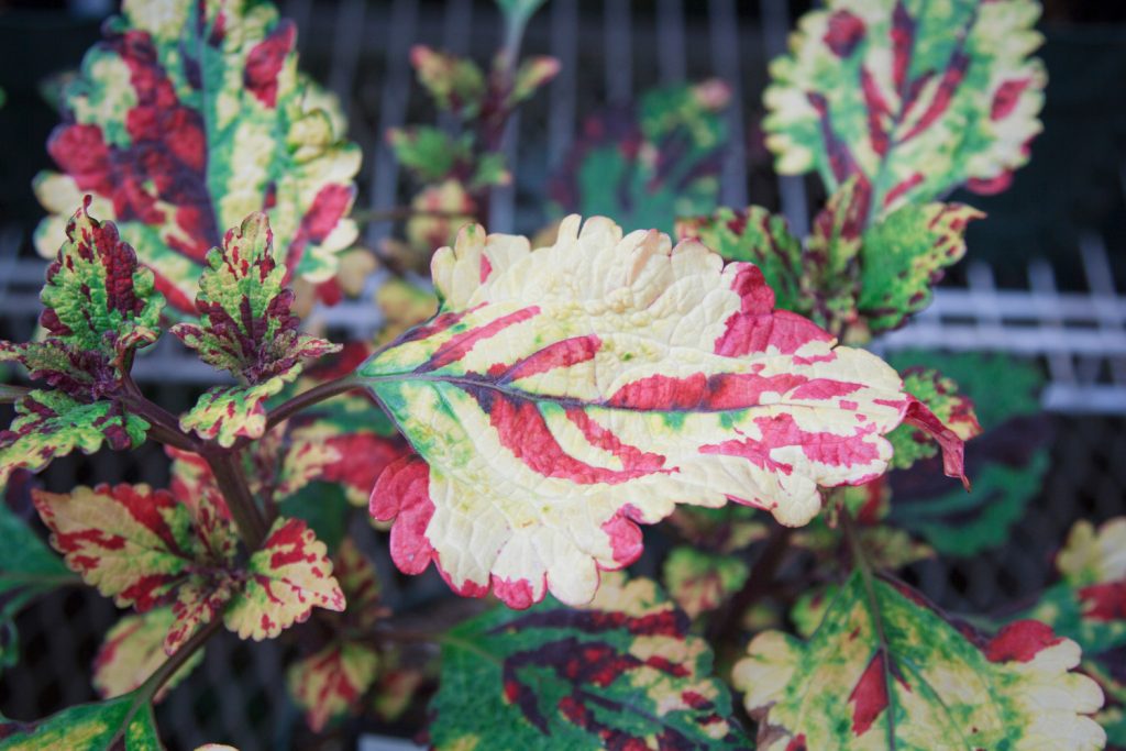 Coleus scutellarioides 'Stormy Weather'