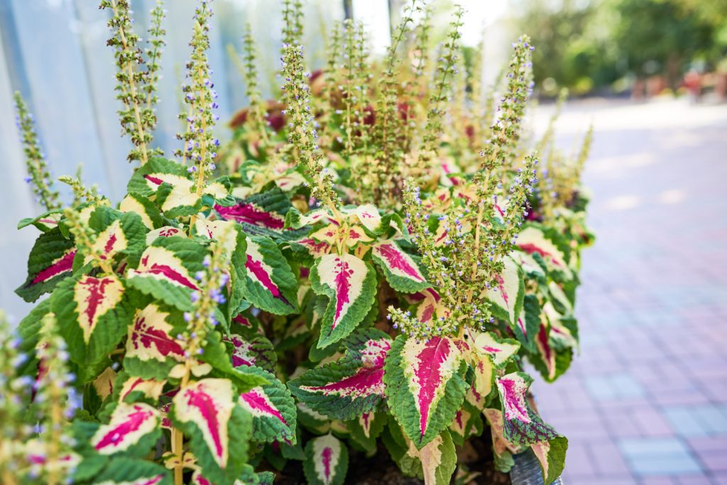 coleus wizard pink