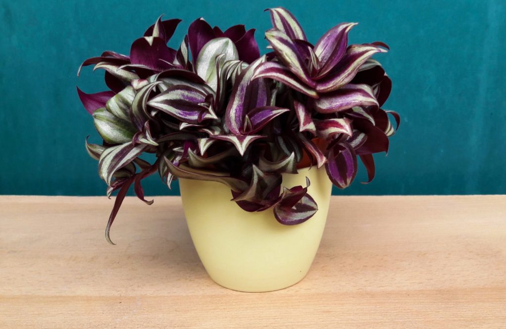 Tradescantia zebrina im Topf