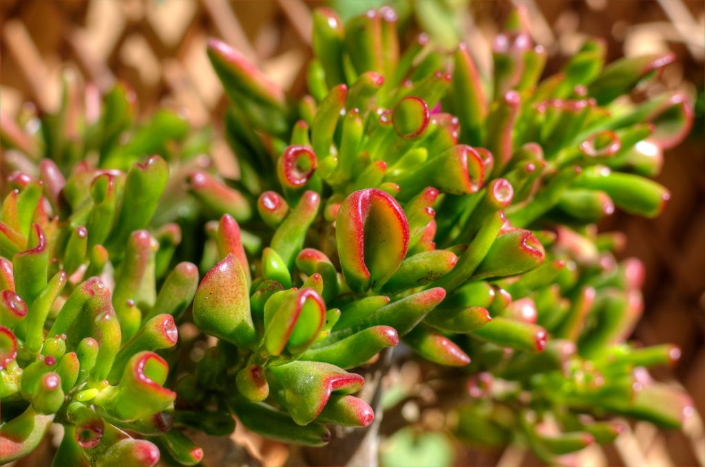 crassula ovata gollum