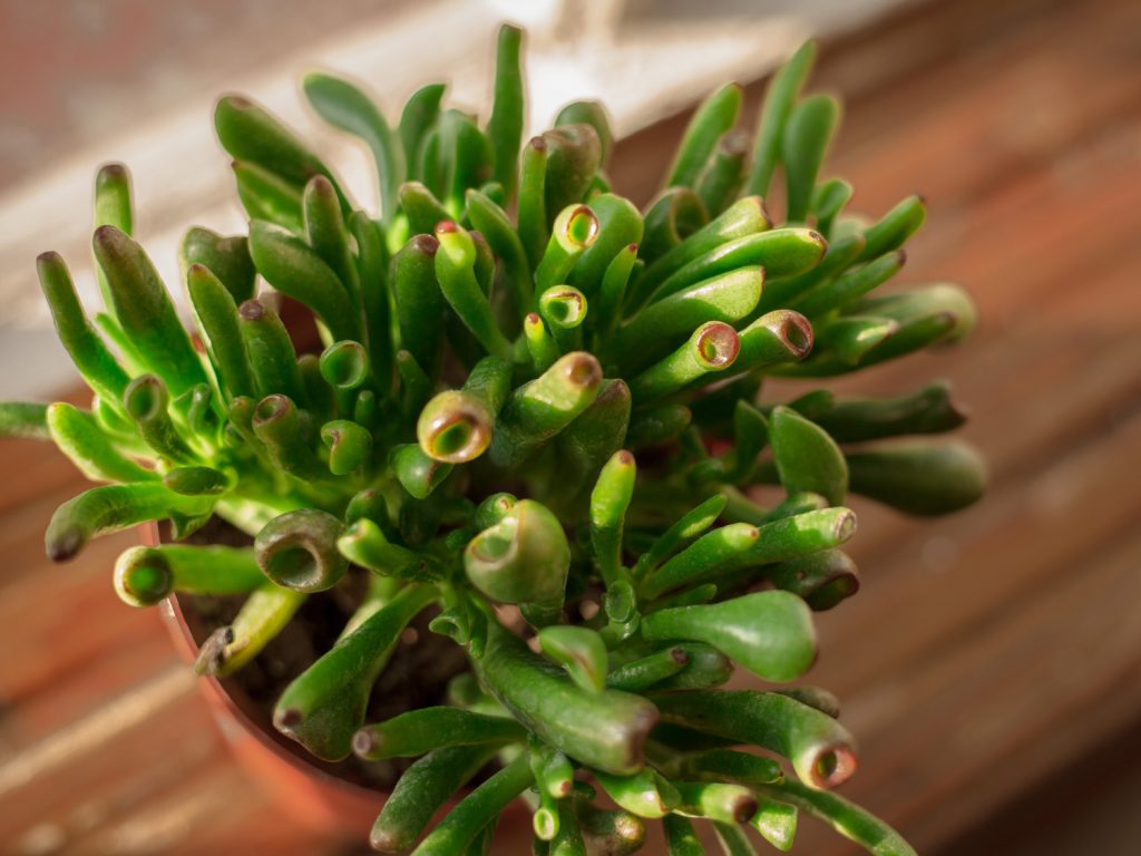 crassula ovata hobbit