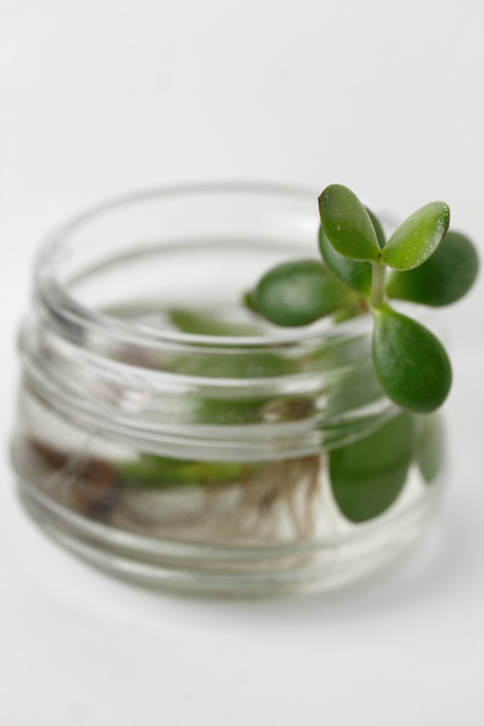 crassula vermeerderen op water
