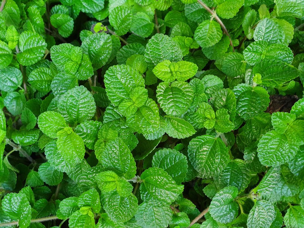 pilea species creepy charlie