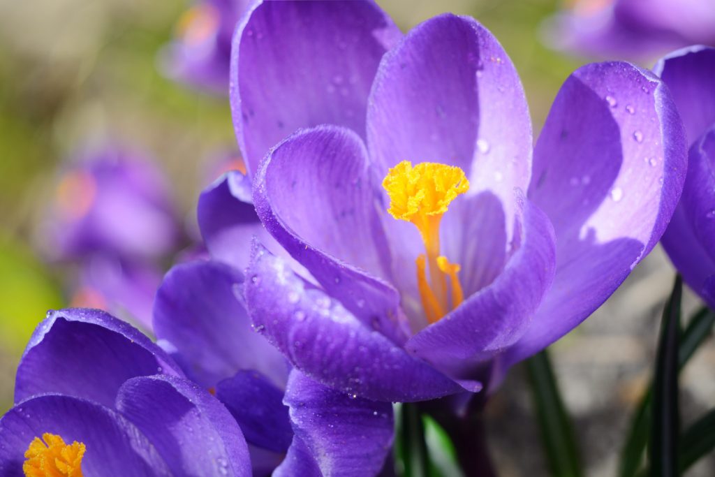 der Krokus, offiziell Krokus