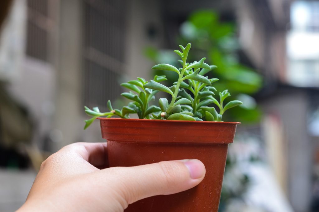 waar kun je de dolfijnplant kopen