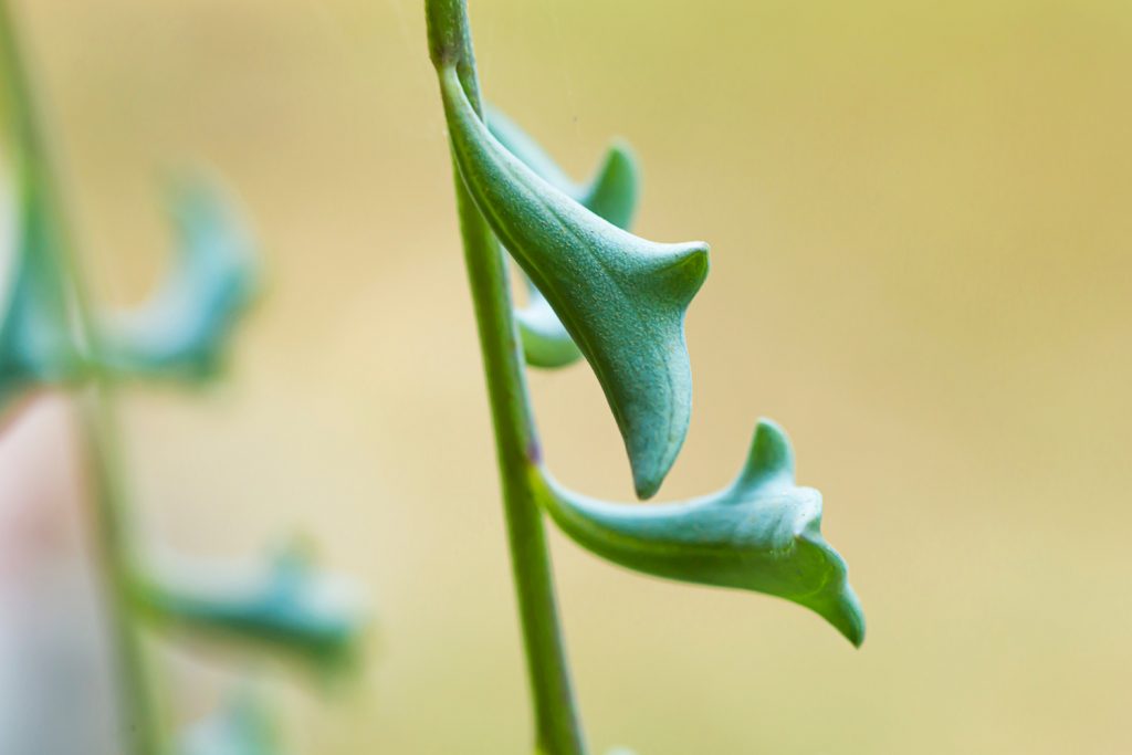 dolfijnplant