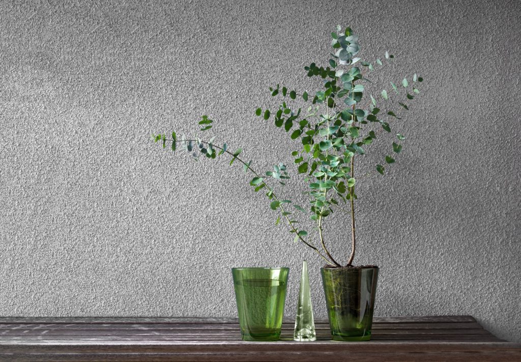 eucalyptus binnen
