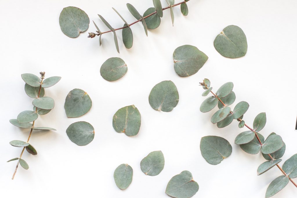 eucalyptus bladeren
